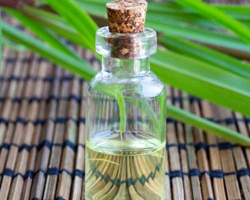 Can Citronella Oil Repel Mosquitoes : Health Uses and Benefits