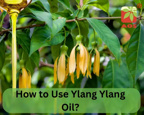 How to Use Ylang Ylang Oil