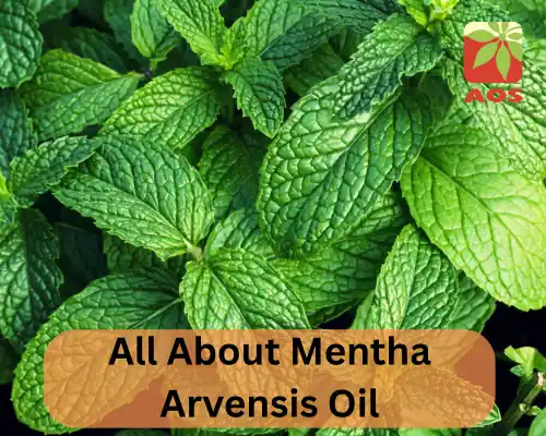 All About Mentha Arvensis Oil