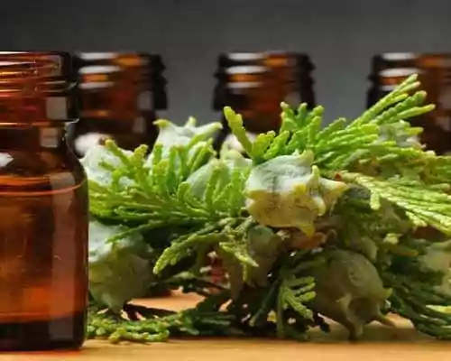 All About Cypress Oil