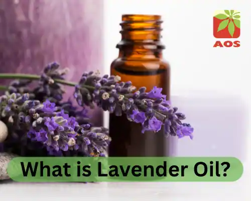 What is Lavender Oil