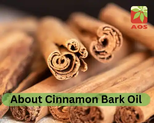 About Cinnamon Bark Oil