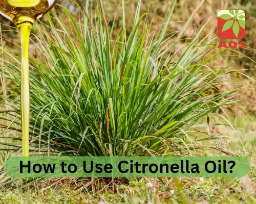 How to Use Citronella Oil