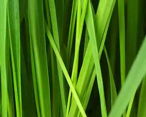What is Palmarosa Oil