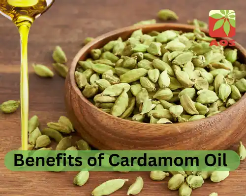 Benefits of Cardamom Oil