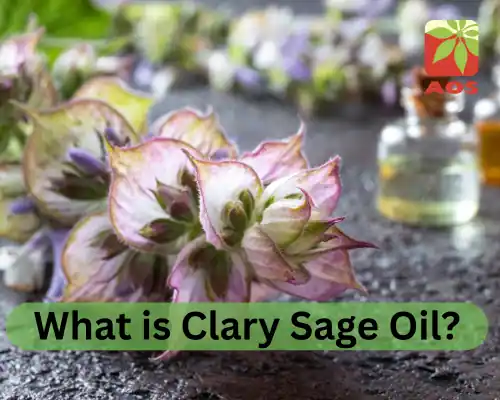 What is Clary Sage Oil
