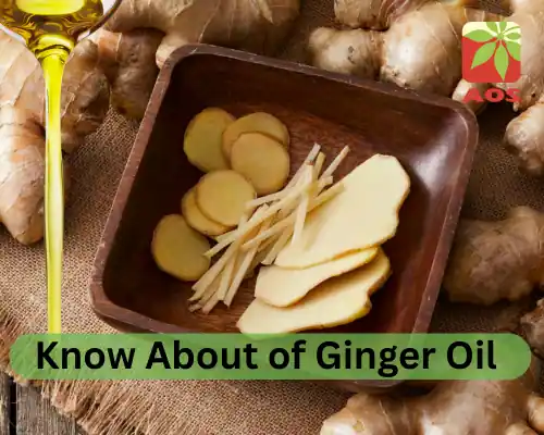 Know About of Ginger Oil