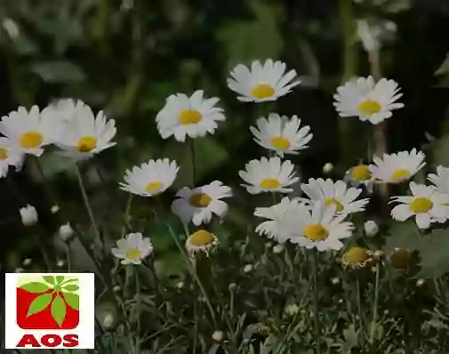 How to Use Chamomile Roman Oil