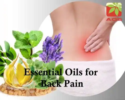Essential Oils for Back Pain