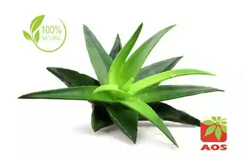 Aloe Vera Gel