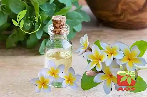 Frangipani Essential Oil  Frangipani essential oil, Essential oils,  Essential oil spray