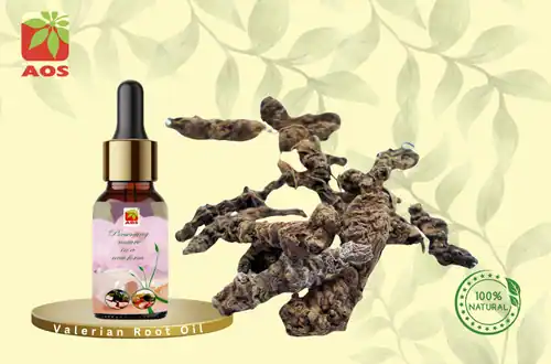 Valerian Root Oil
