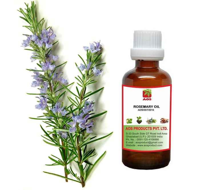 Rosemary Oil Indian Manufacturer AOS Products