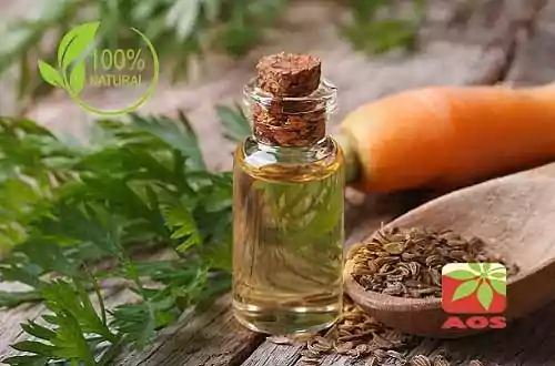 Carrot Root Oil Benefits Compared to Carrot Seed