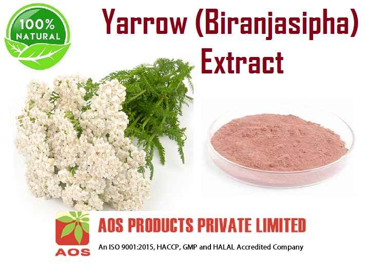 Yarrow Extract Uses, Benefits, Properties of Yarrow Extract