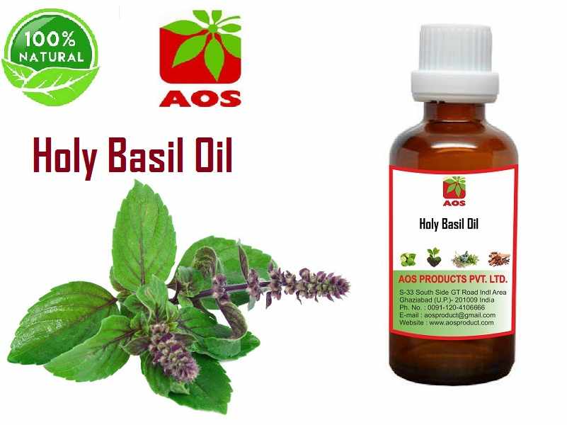 10 Surprising Benefits, uses of Holy Basil Oil in Migraines Manufacturer