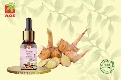 Galangal Oil