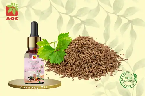 Caraway Oil