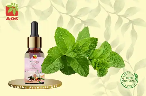 Mentha Arvensis Oil