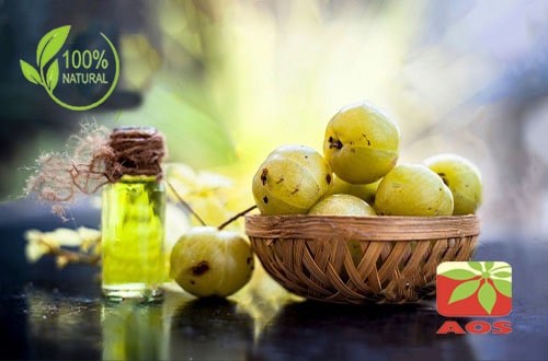 Amla Oil - Uses, Benefits and Extraction Process of Amla Oil