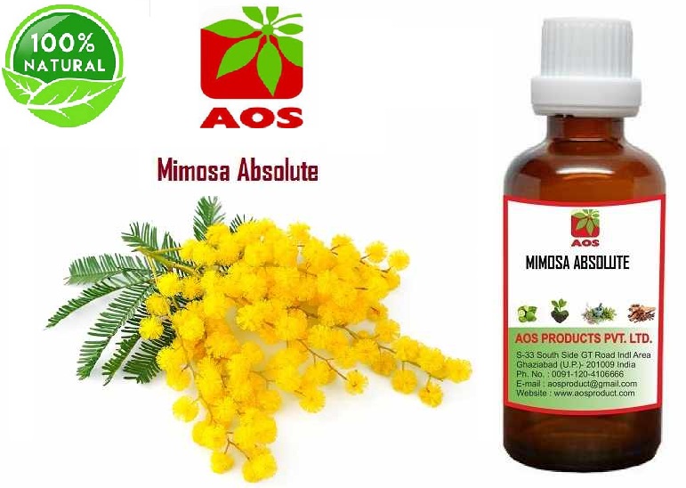 4 Exellent Uses of Mimosa Absolute, Best Benefits for Scents Industry