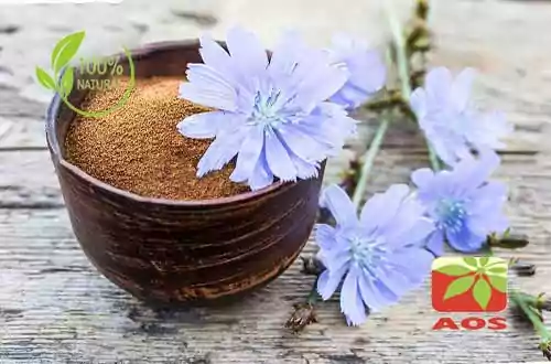 Wild Chicory Extract