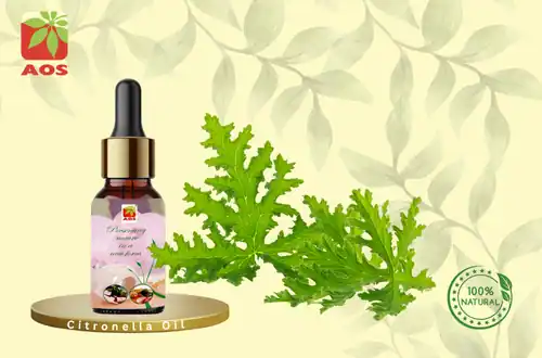 Citronella Oil