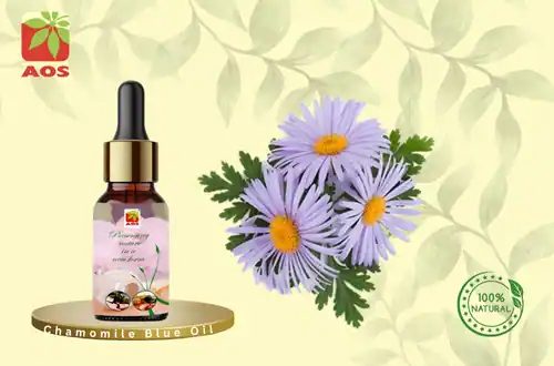 Chamomile Blue Oil