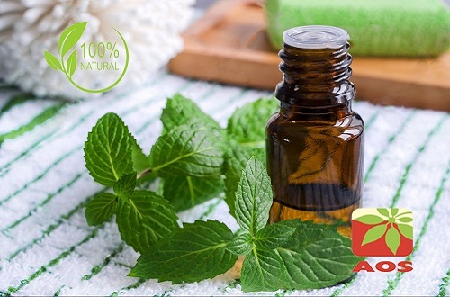 Mentha Citrata Oil - Uses and Benefits of mentha Citrata Oil