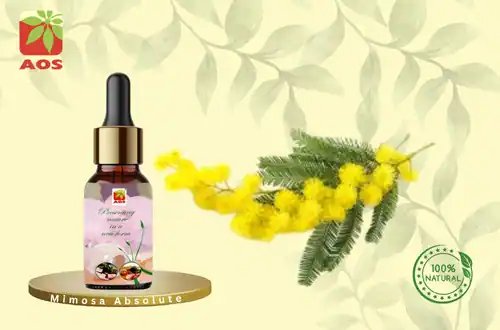 Mimosa Absolute