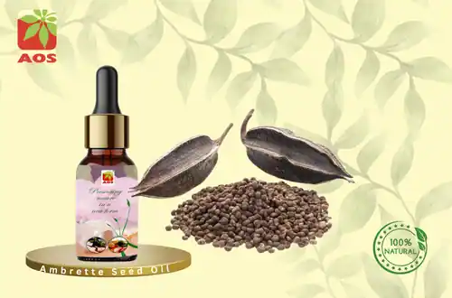 Ambrette Seed Oil